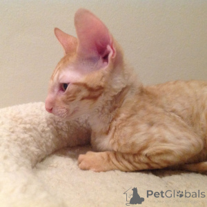 Zdjęcie №2 do zapowiedźy № 173219 na sprzedaż  kot cornish rex - wkupić się Bułgaria prywatne ogłoszenie, hodowca