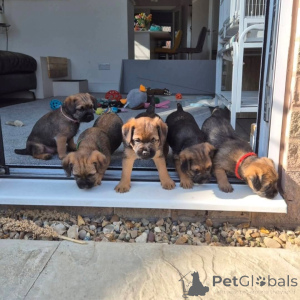 Zdjęcie №3. Sprzedam kochane szczenięta rasy Border Terrier. Biznesowy WhatsApp. Litwa