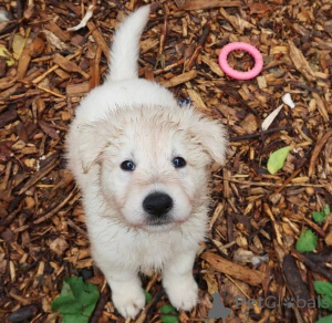 Zdjęcie №1. owczarek niemiecki - na sprzedaż w Strasburg | negocjowane | Zapowiedź №165313