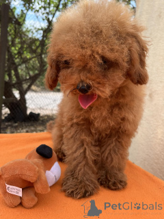 Zdjęcie №3. Toy pudle dziewczyna. Ukraina