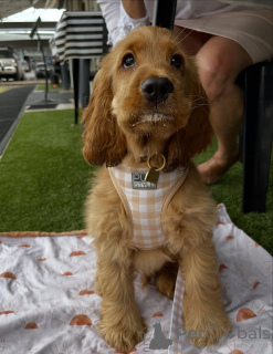 Zdjęcie №2 do zapowiedźy № 159295 na sprzedaż  golden retriever - wkupić się Islandia prywatne ogłoszenie