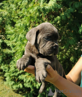 Zdjęcie №2 do zapowiedźy № 119974 na sprzedaż  cane corso - wkupić się Serbia 