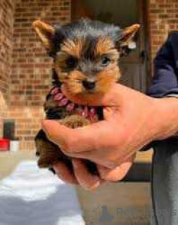 Zdjęcie №1. yorkshire terrier - na sprzedaż w San Antonio | 1931zł | Zapowiedź №127879