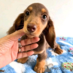 Zdjęcie №3. здоровые щенки таксы переезжают в новый дом. Niemcy