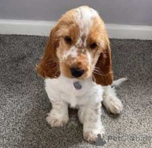 Zdjęcie №1. cocker spaniel angielski - na sprzedaż w Helsinki | 3348zł | Zapowiedź №169504