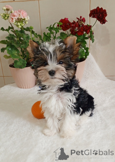 Zdjęcie №3. Бивер йрк, крносый парень. Turcja