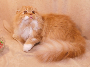 Dodatkowe zdjęcia: Czerwony soneczny kot Highland Fold