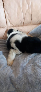 Zdjęcie №4. Sprzedam nowofundland w Cuijk. prywatne ogłoszenie - cena - 1818zł