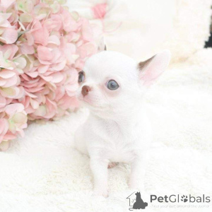 Zdjęcie №3. Adorablepuppies szukające nowego domu napisz do mnie wiadomość prywatną, aby. Izrael