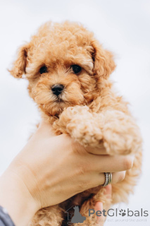 Zdjęcie №2 do zapowiedźy № 155525 na sprzedaż  pudel (royal) - wkupić się Niemcy ze schronu