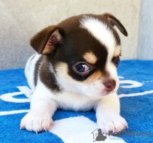 Zdjęcie №3. Toaleta wyszkolona Chihuahua. Estonia