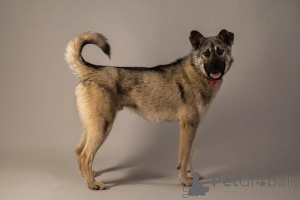 Zdjęcie №2 do zapowiedźy № 146686 na sprzedaż  pies nierasowy - wkupić się Federacja Rosyjska prywatne ogłoszenie