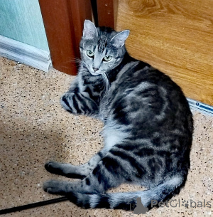 Zdjęcie №2 do zapowiedźy № 140655 na sprzedaż  kot bengalski - wkupić się Federacja Rosyjska prywatne ogłoszenie