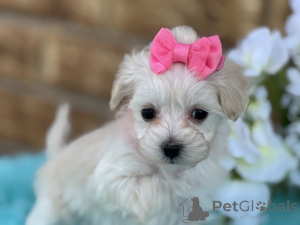 Zdjęcie №1. maltipu - na sprzedaż w Salzburg | 4305zł | Zapowiedź №149582