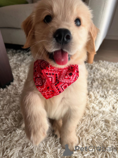 Zdjęcie №1. golden retriever - na sprzedaż w Monachium | negocjowane | Zapowiedź №158757