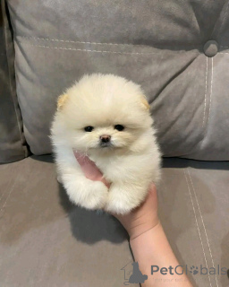 Zdjęcie №2 do zapowiedźy № 138773 na sprzedaż  szpic miniaturowy - wkupić się USA hodowca