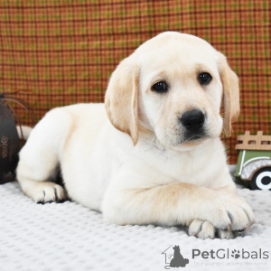 Zdjęcie №2 do zapowiedźy № 156359 na sprzedaż  labrador retriever - wkupić się Wielka Brytania prywatne ogłoszenie, hodowca