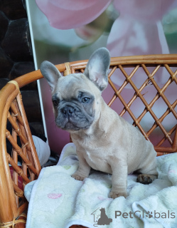 Zdjęcie №4. Sprzedam buldog francuski w Mińsk. prywatne ogłoszenie - cena - 2392zł