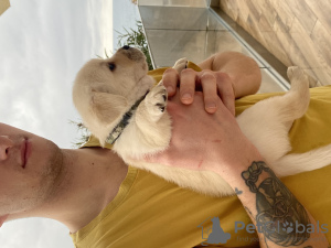 Zdjęcie №2 do zapowiedźy № 130788 na sprzedaż  labrador retriever - wkupić się Czarnogóra prywatne ogłoszenie