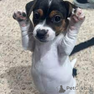 Zdjęcie №2 do zapowiedźy № 165563 na sprzedaż  jack russell terrier - wkupić się Wielka Brytania prywatne ogłoszenie, hodowca