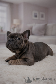 Zdjęcie №3. Szczenięta buldoga francuskiego Isabella Tan i Merle i Solid Black. Austria