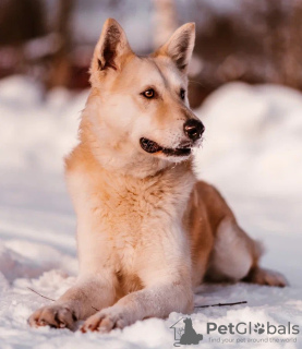 Zdjęcie №2 do zapowiedźy № 43223 na sprzedaż  pies nierasowy - wkupić się Federacja Rosyjska prywatne ogłoszenie