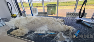 Zdjęcie №2 do zapowiedźy № 146679 na sprzedaż  west highland white terrier - wkupić się Wielka Brytania hodowca