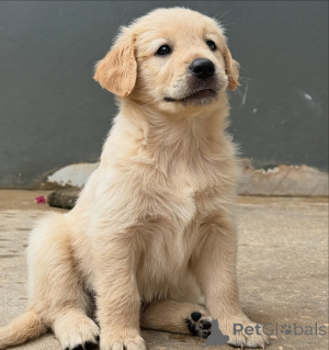 Zdjęcie №1. golden retriever - na sprzedaż w Brema | negocjowane | Zapowiedź №155485