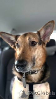 Zdjęcie №2 do zapowiedźy № 165143 na sprzedaż  pies nierasowy - wkupić się Federacja Rosyjska prywatne ogłoszenie