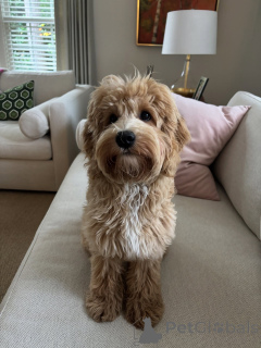 Zdjęcie №1. labradoodle - na sprzedaż w Aiola | negocjowane | Zapowiedź №159637