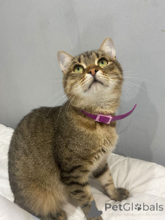 Zdjęcie №4. Sprzedam  w Rzeka Moskwa. prywatne ogłoszenie - cena - Bezpłatny