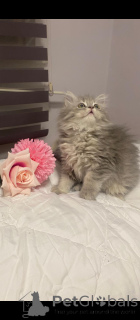 Zdjęcie №2 do zapowiedźy № 152329 na sprzedaż  kot brytyjski długowłosy - wkupić się Turcja prywatne ogłoszenie