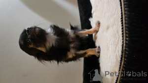 Zdjęcie №3. Chihuahua Mini jest sprzedawany. Finlandia