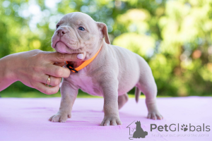 Zdjęcie №3. American Bools. Estonia