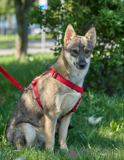Zdjęcie №3. Lady Dog, z którym jest łatwy i spokojny.. Federacja Rosyjska