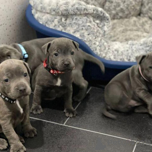 Zdjęcie №1. staffordshire bull terrier - na sprzedaż w Alberville | 2153zł | Zapowiedź №151209