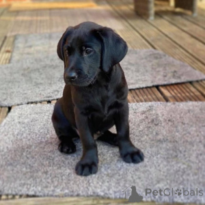 Zdjęcie №4. Sprzedam labrador retriever w Delsbo. prywatne ogłoszenie, hodowca - cena - 4784zł