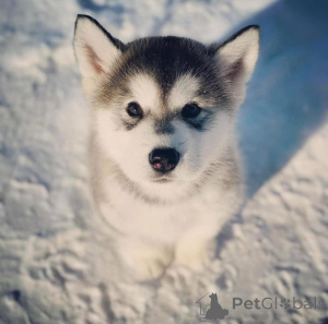 Zdjęcie №2 do zapowiedźy № 172901 na sprzedaż  alaskan malamute - wkupić się Słowenia prywatne ogłoszenie