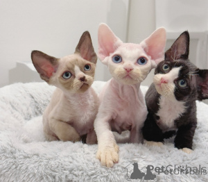 Zdjęcie №1. devon rex - na sprzedaż w Berlin | negocjowane | Zapowiedź № 174744
