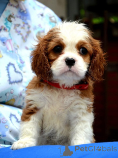 Zdjęcie №2 do zapowiedźy № 139035 na sprzedaż  cavalier king charles spaniel - wkupić się Serbia hodowca