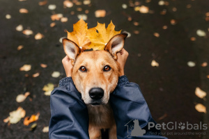 Zdjęcie №1. pies nierasowy - na sprzedaż w Москва | Bezpłatny | Zapowiedź №97189