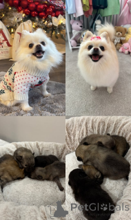 Zdjęcie №1.  - na sprzedaż w Pano Lefkara | 1622zł | Zapowiedź №161330