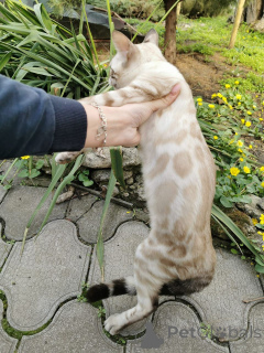 Zdjęcie №2 do zapowiedźy № 153265 na sprzedaż   - wkupić się Szwecja prywatne ogłoszenie