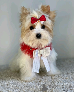 Zdjęcie №3. Beaver Yorkshire Terrier Welpen Zur Adoption Verfügbar. Niemcy