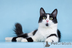 Zdjęcie №3. Na swoich właścicieli czeka delikatna paczka radości o imieniu Nika!. Federacja Rosyjska