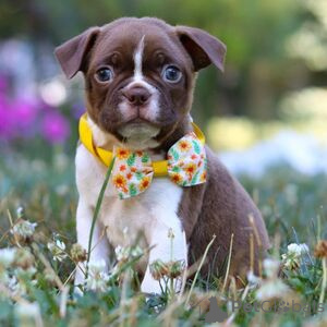 Zdjęcie №1. boston terier - na sprzedaż w Arrondissement de Berchtesgaden-Campagne | 1913zł | Zapowiedź №151410