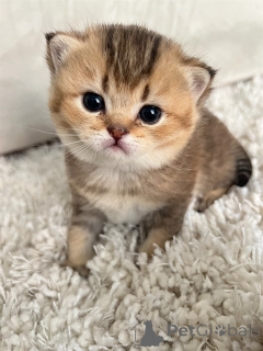 Zdjęcie №4. Sprzedam scottish straight w Nice. hodowca - cena - negocjowane