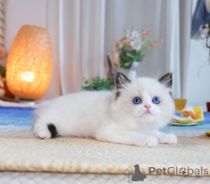 Zdjęcie №1. ragdoll - na sprzedaż w Warszawa | 1196zł | Zapowiedź № 155927