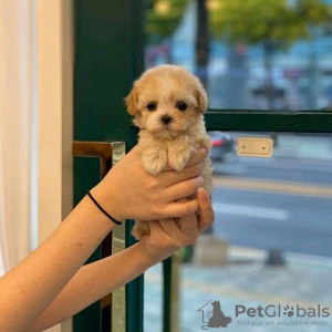 Zdjęcie №3. Piękna szczenięta płci męskiej i żeńskiej MALTIPOO do adopcji. Polska