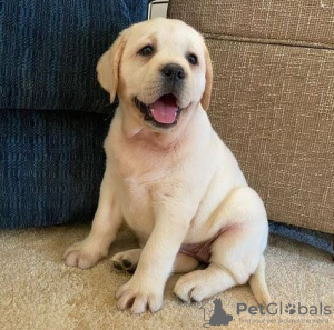 Zdjęcie №3. SZCZENIAK LABRADOR ZŁOTY RETRIEVER. Francja